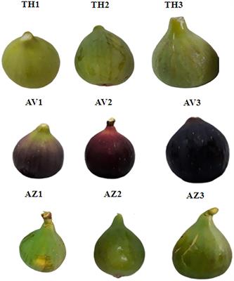 Comparative Study of Fig Volatile Compounds Using Headspace Solid-Phase Microextraction-Gas Chromatography/Mass Spectrometry: Effects of Cultivars and Ripening Stages